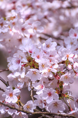 Fototapeta premium 桜の花、春イメージ