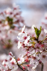 桜の花、春イメージ