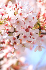 Fototapeta na wymiar 桜の花、春イメージ