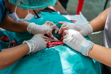 Animal surgical sterilization  by veterinary