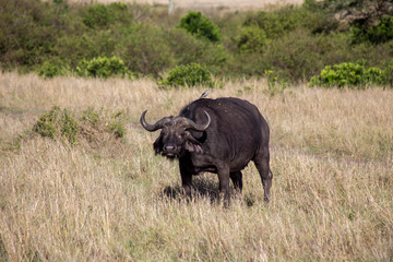 Obraz premium Wasserbüffel