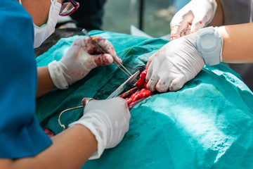 Animal surgical sterilization  by veterinary
