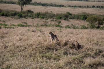 Gepard
