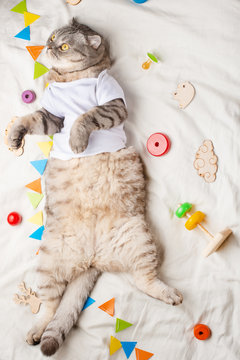 Cute Kitten, on a light background with children's toys, and a pacifier. Advertising picture for pet stores, and zoo clothes