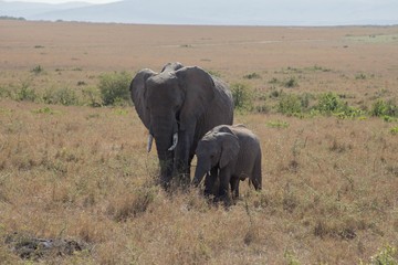 Elefant