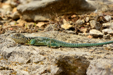 Eastern Collared Lizard