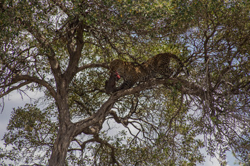 Leopard
