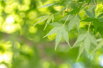 Fototapeta na wymiar 緑のモミジ、初夏イメージ