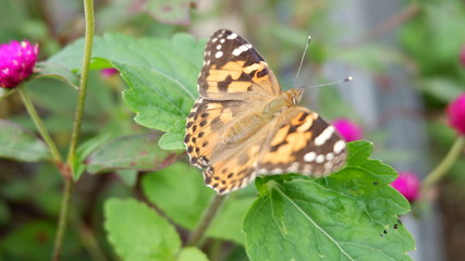 Fototapeta na wymiar High angle view of butterfly on plant