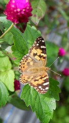 High angle view of butterfly on plant