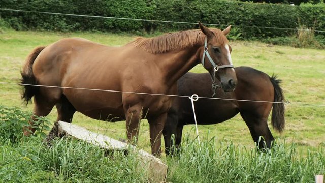 Majestic brown horse relaxing with its foal in a beautiful green meadow. 4K video. Horses love and affection