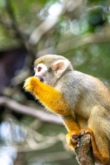 リスザルのポートレート