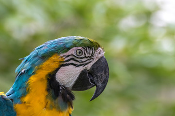 ルリコンゴウインコのポートレート