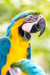 ルリコンゴウインコのポートレート