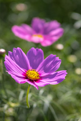 Fototapeta premium コスモス畑 秋イメージ