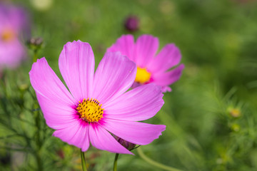 コスモス畑　秋イメージ