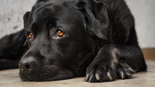 Perro Labrador negro en Verano