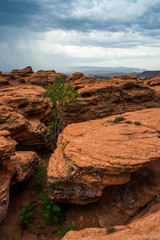 Green plants growing between giant sandstone boulders; Saint George, Utah