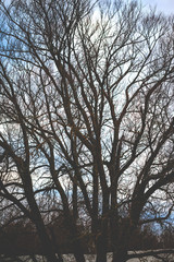 Fototapeta premium tree silhouette against the sky at the beach, retro toned