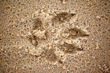 top view of the trail of a dog in the wet sand