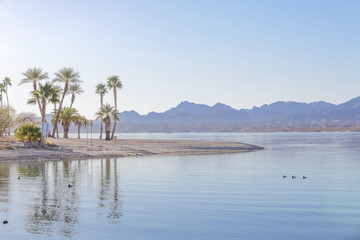 beach with palm trees