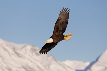 American Bald Eagle in Homer Alaska, USA