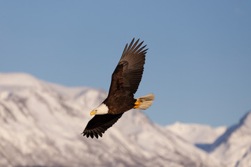 American Bald Eagle in Homer Alaska, USA