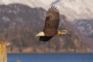 American Bald Eagle in Homer Alaska, USA