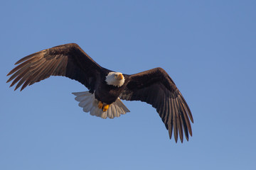 Fototapeta premium American Bald Eagle in Homer Alaska, USA