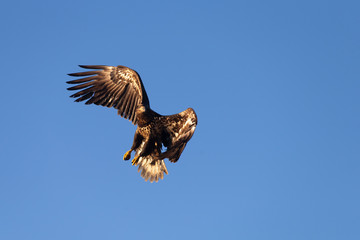 Fototapeta premium American Bald Eagle in Homer Alaska, USA