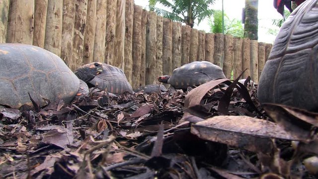 A group of Red-footed tortoise in an enclosure in the park. The animals look around and walk among dry leaves. Animal in captivity.