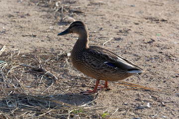 mallard duck