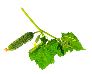Green fresh cucumbers isolated on white background