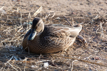 Duck on the sand. Close-up