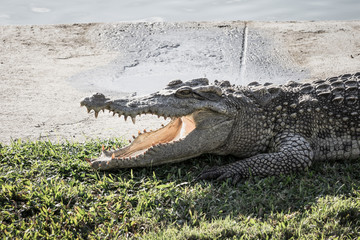 Close up a crocodile is open its mouth and resting on land at farm, scary tone.