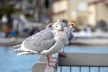 Fototapeta premium Seaguls on a rail with water in background