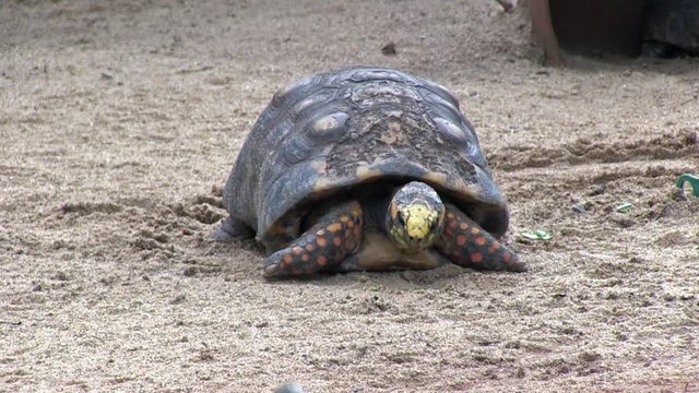 Close-up of Red-footed tortoise eating leaves in the sand. The animal cuts the leaves with the mouth. Animal in captivity. Video recorded in Southeast of Brazil. 