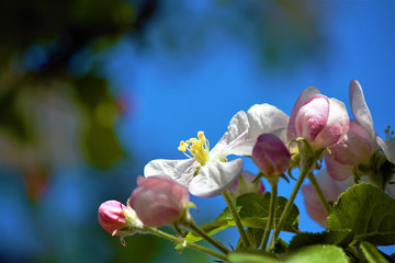 Obraz na płótnie Canvas Flowering branch of a apple tree. Hello spring, sunny day. Selective focus, copy space.