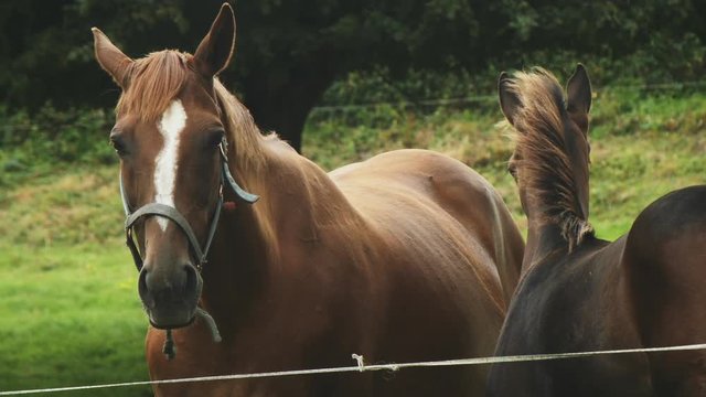 Majestic brown horse relaxing with its foal in a beautiful green meadow. 4K video. Horses love and affection