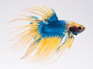 Fototapeta premium halfmoon betta fish, siamese fighting fish, betta splendens