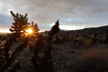 Sunrise through the Cholla Cactus Garden in Joshua Tree National Park