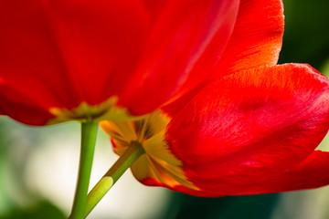 Red tulips flowers in the field, spring, nature wakes up. Close up, side view.