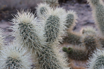 Closeup of Cholla Cactus in Garden in Joshua Tree National Park