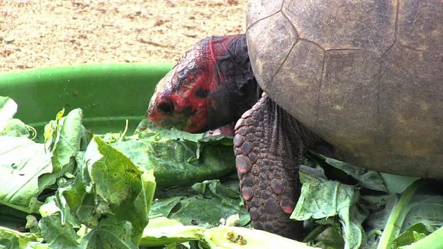 Close-up of Red-footed tortoise eating leaves. The animal cuts the leaves with the mouth and chews them. Animal in captivity. Video recorded in Southeast of Brazil. 