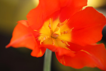 Red tulip flower, spring, nature wakes up. Close up, top view.
