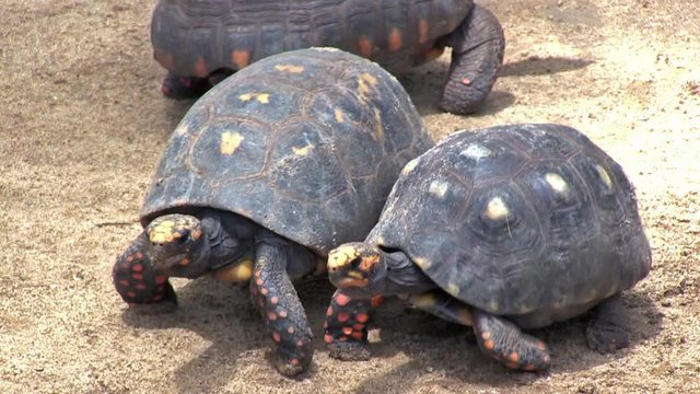 Group of Red-footed tortoise walk on the sand scene. The animals look around and walk out of the frame. Animals in captivity. Video recorded in Southeast of Brazil. 