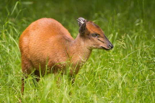 Red Forest Duiker Deer 