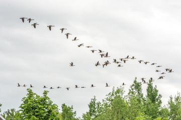 Migrating Canada Gooses, Lanaudière, Quebec, Canada