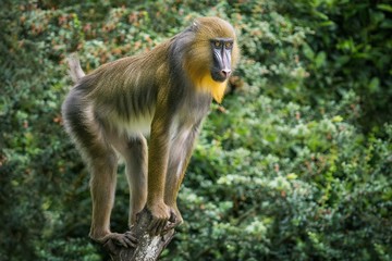 Mandrill on a stump