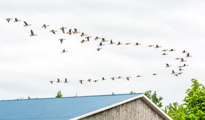 Migrating Canada Gooses Over a Blue-Roof Barn in Lanaudière, Quebec, Canada